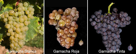 Garnacha