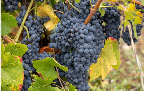 Pinot meunier