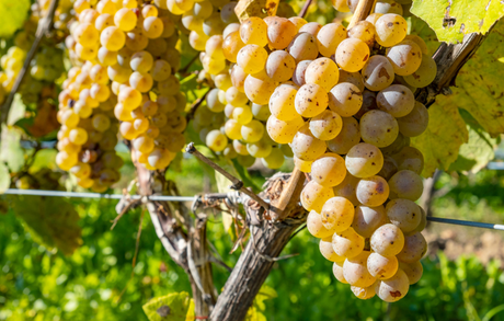 Riesling