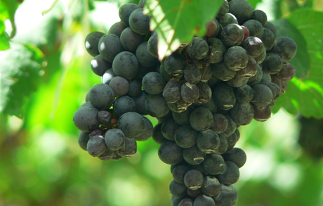 Syrah